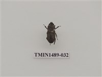 藏品(鏽鍬形蟲)的圖片